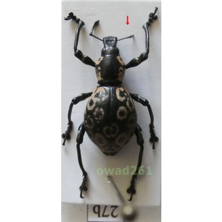 Pachyrhynchus argus Pascoe, 1871 female Philippines27b